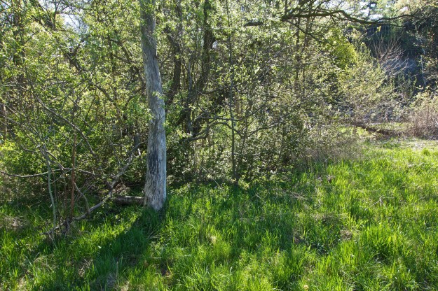 DSC01794