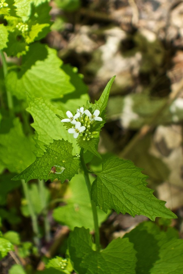 Tiny white flowers produce black seeds.
