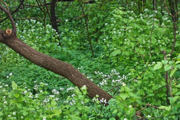 A patch of Broadleaf toothwort threatened by garlic mustard.