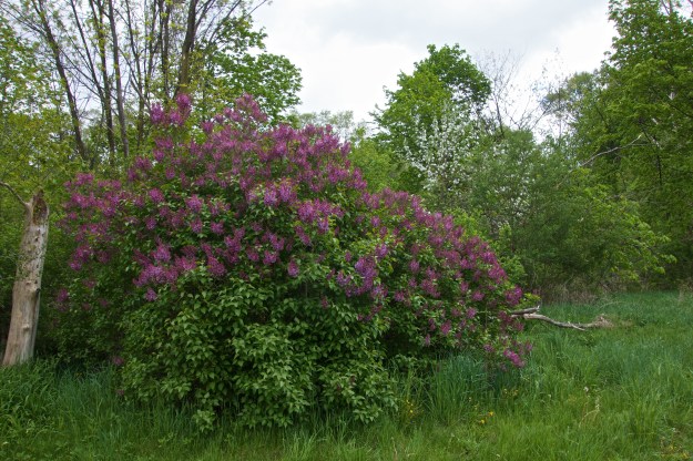 This beautiful lilac blooms faithfully every year.