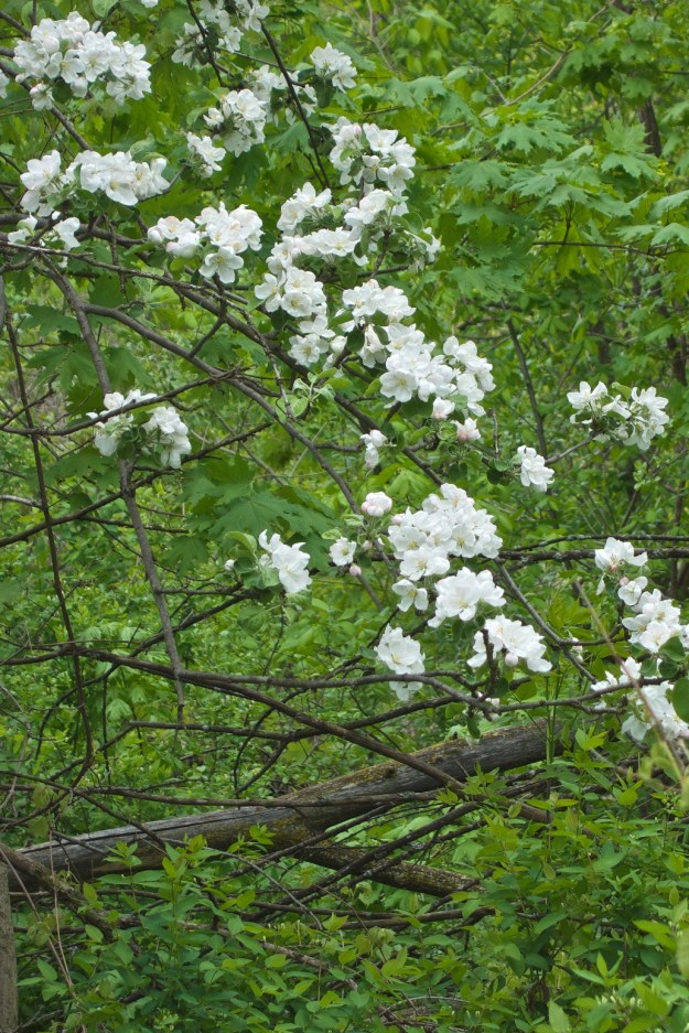 Apple blossom pokes its way through the surrounding trees.