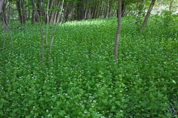 Garlic mustard is well on its way to monoculture status in this area.