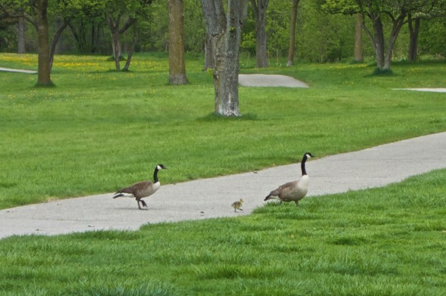It's not the best shot as I was quite far away.