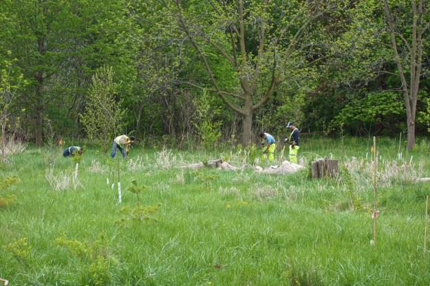 Workers planting hundreds of saplings.
