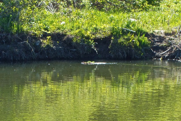 A beaver swims upstream with food.