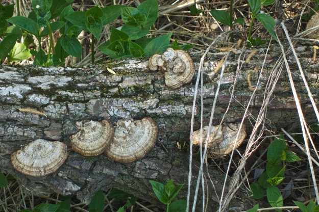 Trametes versicolor - Turkey Tail Fungus.