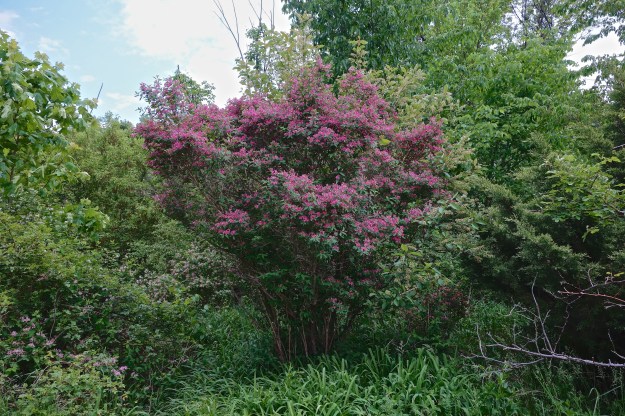 A beautiful American Honeysuckle towers over day lilies.