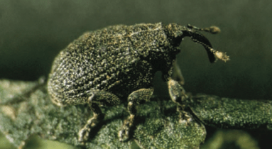 Could this tiny insect be the answer?