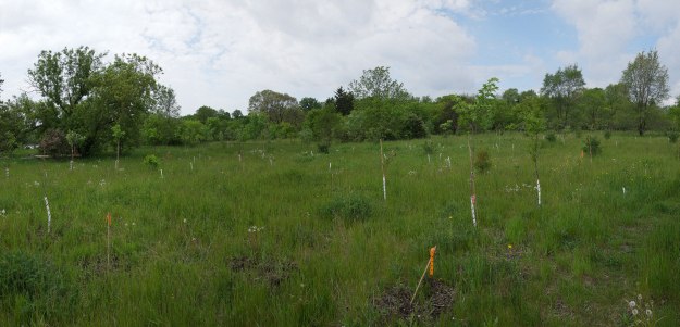 Wild-area-new-treesPanorama