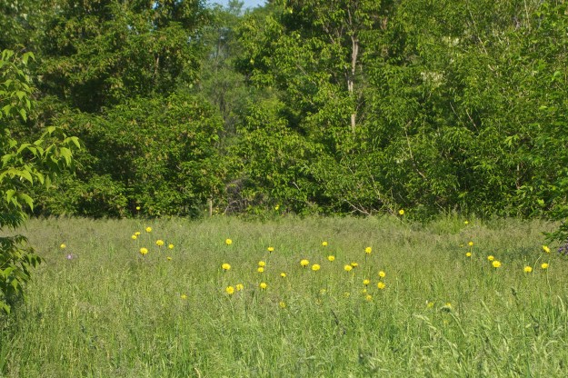 Western salsify in the meadow of the wild area.
