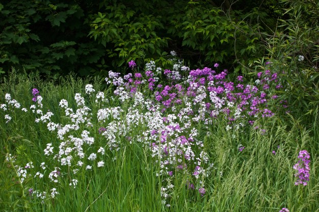 A cluster of Hesperis matronalis in the wild area.