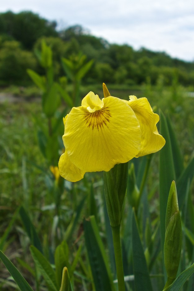 Iris pseudacorus