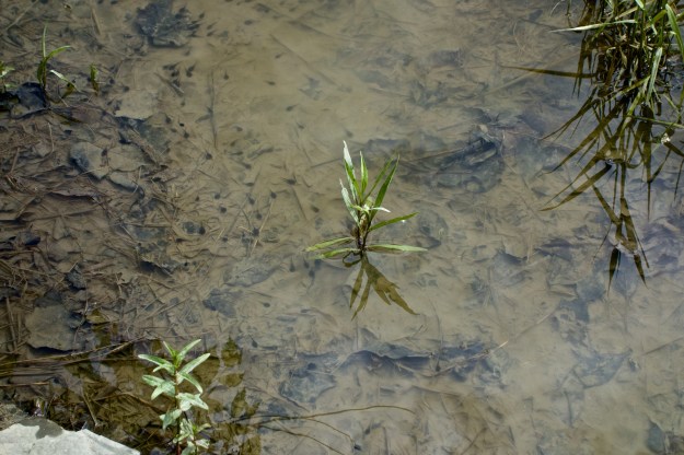 American Toad tadpoles are the first generation to use this pond.