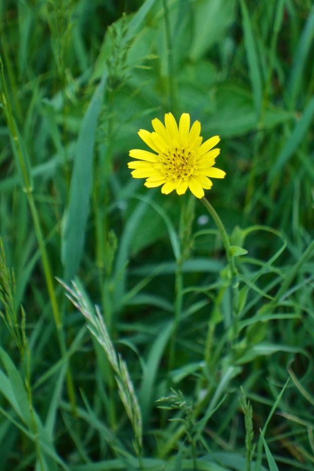 Tragopogon dubius, better known as western salsify or western goat's beard.