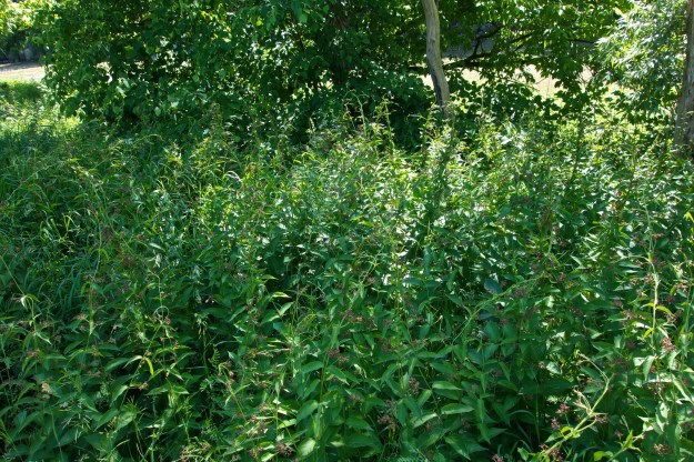 This dense patch is by the river in the wild area.