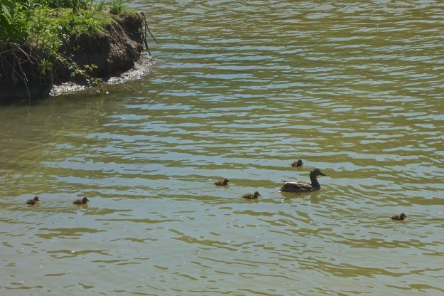 The mallard with six of her ducklings.