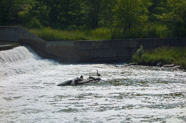 These geese have a safe haven below the weir.