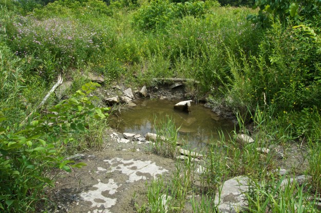 A much reduced pond but still teeming with life.