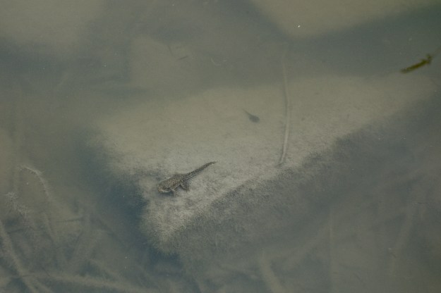 Toadzilla -there's a much smaller tadpole to the right.
