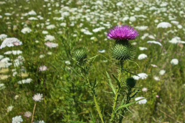 A bull thistle stands guard over a field of queen anne's lace.