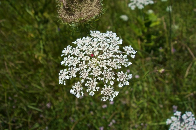 Queen Anne's lace