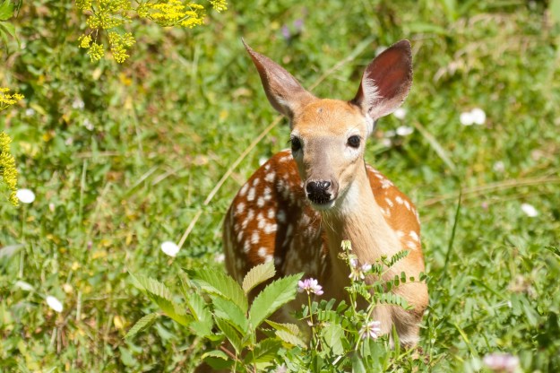 Deer in the headlights/
