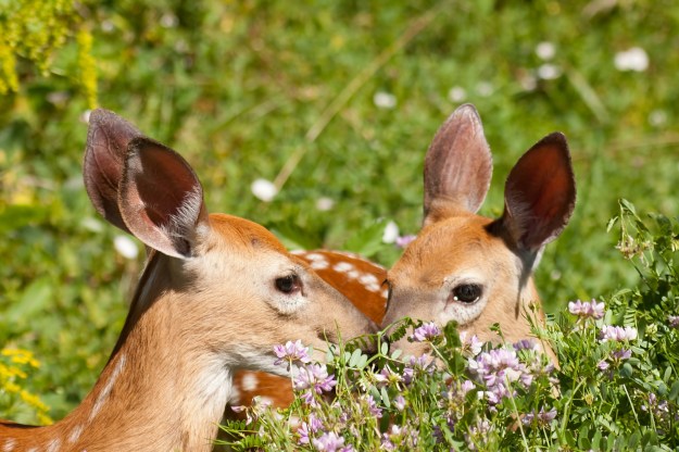 Two fawns stand still in dense vegetation.