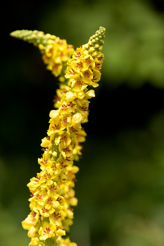 A beautiful yellow flower in Raymore Park.