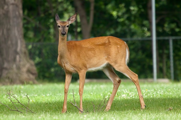 The mother deer often seen in Raymore Park.