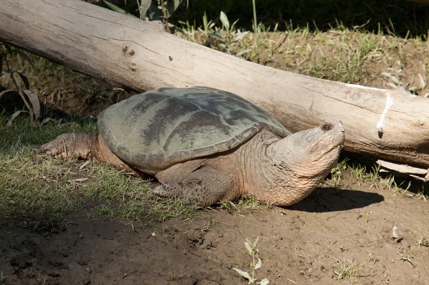 A snapping turtle suns itself after the storm.