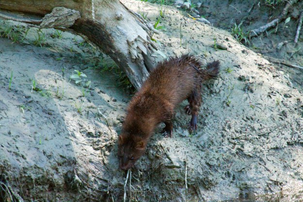 An American mink.