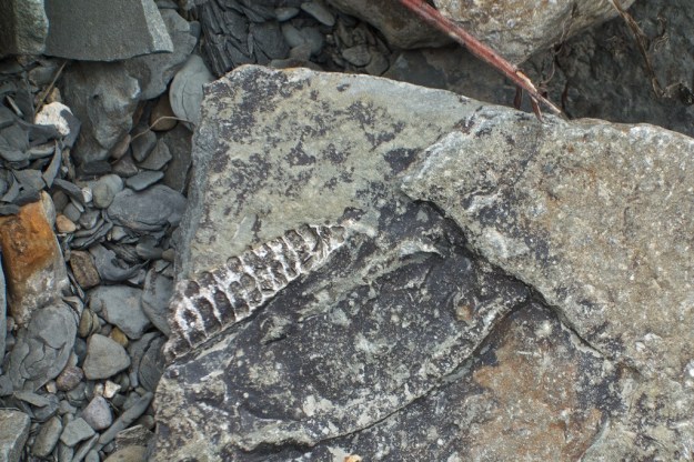 Trilobite