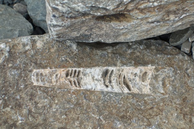 Trilobite
