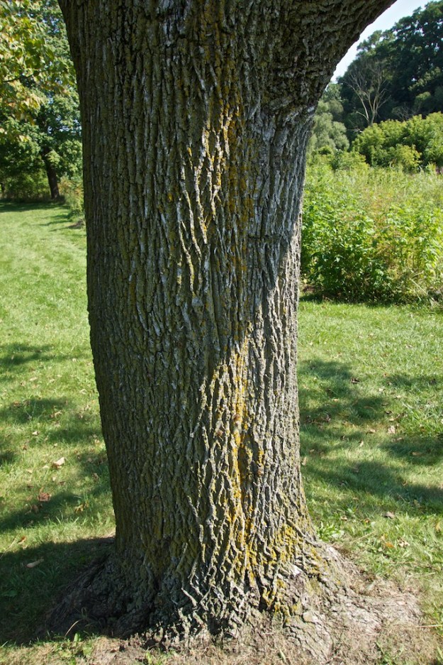 This tree is a cicada adult hatching point.