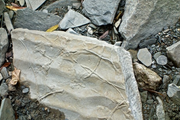 Worm tracks on a rippled surface.