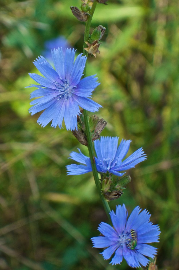 Chicory and its distinctive blue flowers.