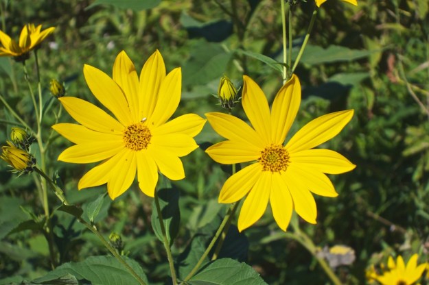 Ragwort, not to be mistaken for ragweed.