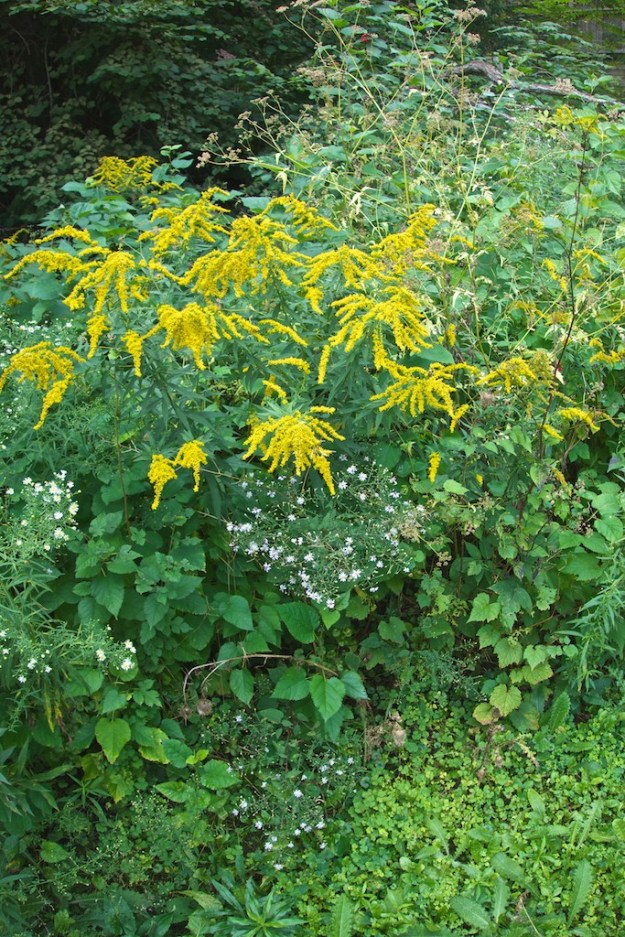 Goldenrod mixed in with some wild asters.