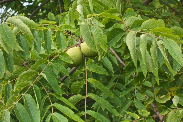 These exotic looking fruit are black walnuts.