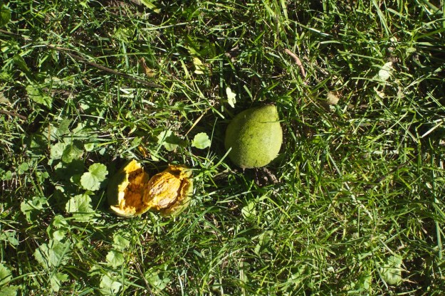 This walnut was run over by a car revealing the unbroken inner shell.