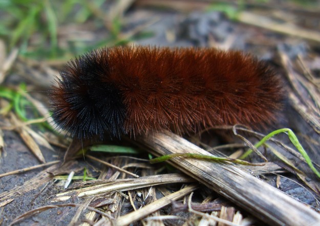 Pyrrharctia isabella; the banded wooly bear caterpillar