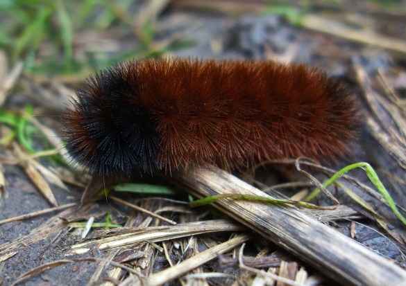 Pyrrharctia isabella; the banded wooly bear caterpillar