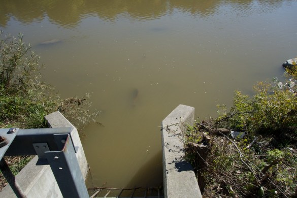 The salmon continues its journey up the river.