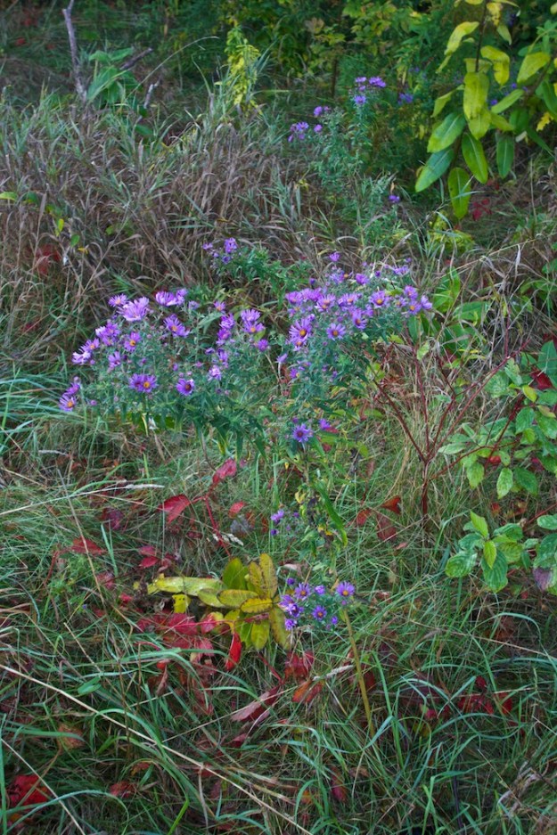 Wild asters.