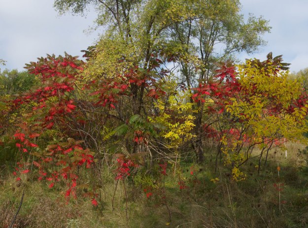 A colourful glade (panorama of 3 images).