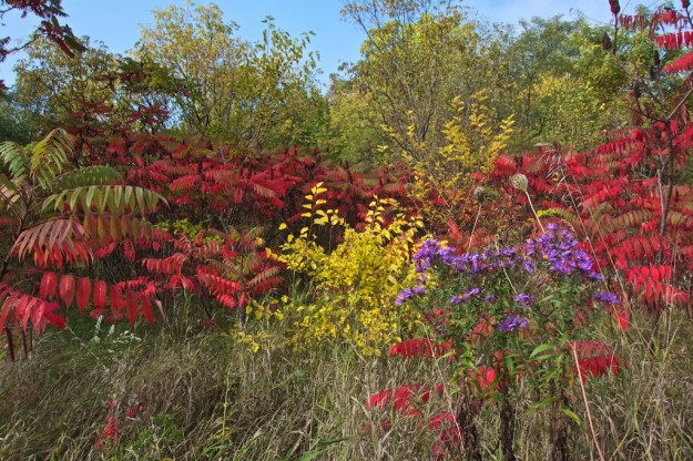 Sumac provides the backdrop to some wild asters.
