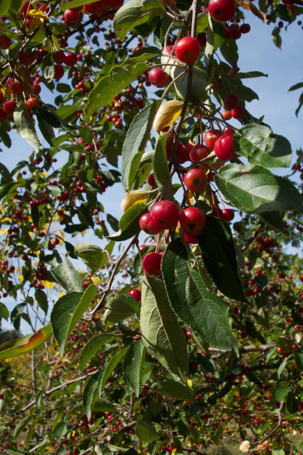 A crab apple tree laden with fruit.