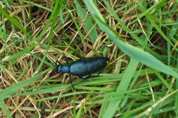 An American oil beetle marching grimly along.