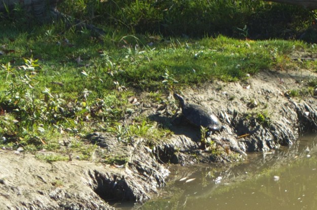 A painted turtle enjoys the last of the warmth.