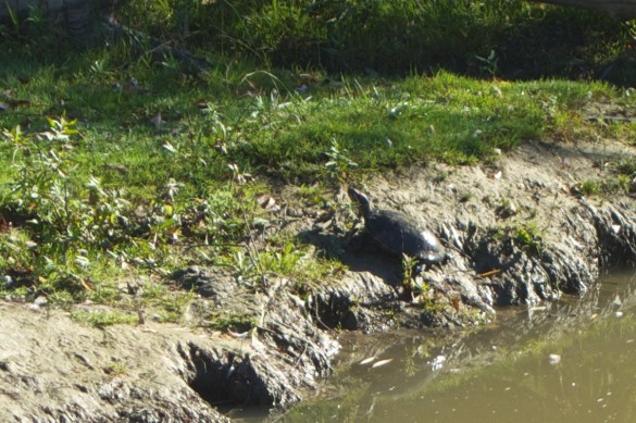 A painted turtle enjoys the last of the warmth.